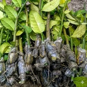 সীডলেস চায়না-৩ লেবু (১০০ পিস x ২৫ ৳)